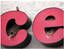 Birds Nest Pest